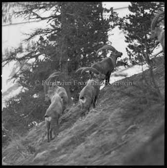 Gruppe Steinböcke auf Wiese