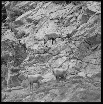 Steinböcke an Steilhang