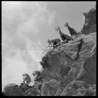 Junge Steinböcke von unten auf Felsen