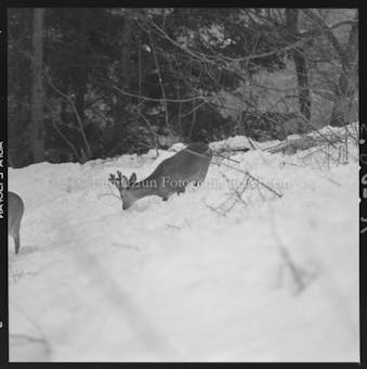 Rehbock in Schnee