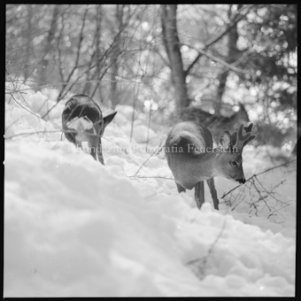 Rehbock mit Jungem im Schnee