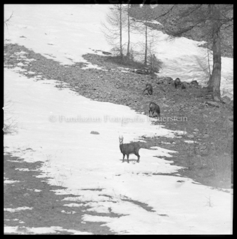 Gemsen im Schnee
