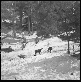 Gemsen im Schnee