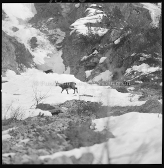 Gemsen im Schnee