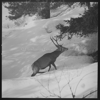 Hirsch im Schnee