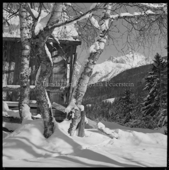 Verschneites Haus mit Birken