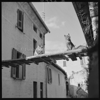 Lugano Motiv, Katzen