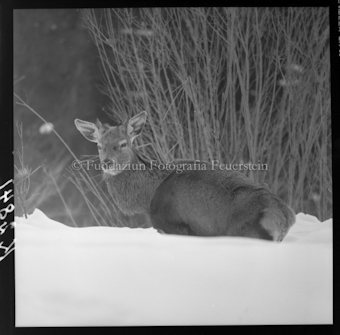 Hirsch (Wild in Not)