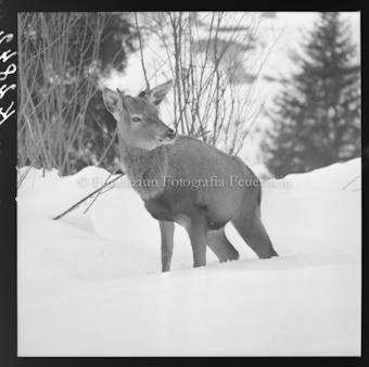 Hirsch (Wild in Not)