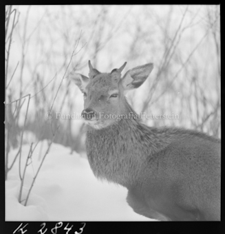 Hirsch (Wild in Not)