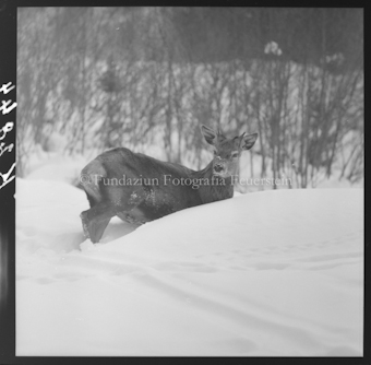 Hirsch im Schnee