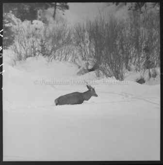 Hirsch im Schnee