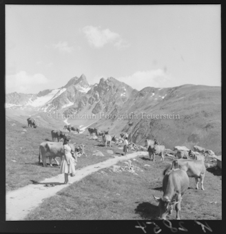 Frau auf Weg durch Berglandschaft mit Kühen, Berggipfel im Hintergrund