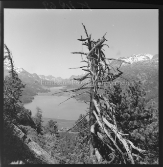 Landschaftsaufnahme mit See und totem Baum