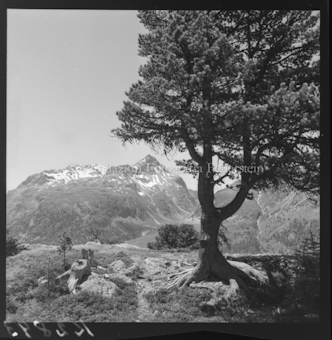 Arve vor Berg
