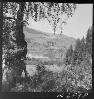 Birke, im Hintergrund Dorf und Eisenbahnstrecke
