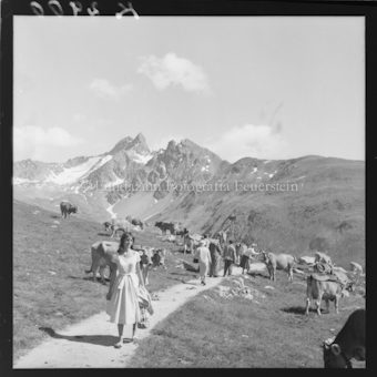 Personen auf Wanderweg, Kuherde, Berggipfel