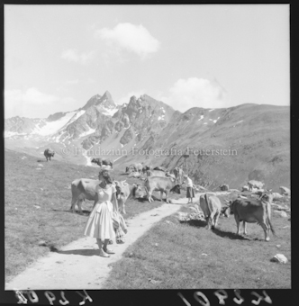 Personen auf Wanderweg, Kuherde, Berggipfel