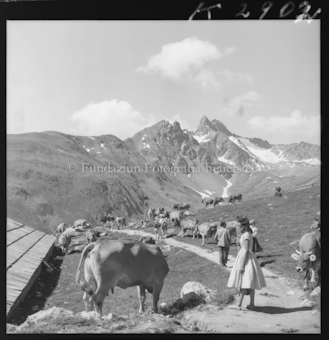 Personen auf Wanderweg, Kuherde, Berggipfel