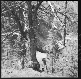 Alter Baum