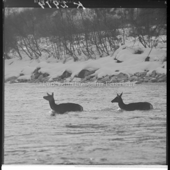 Hirsche in Fluss