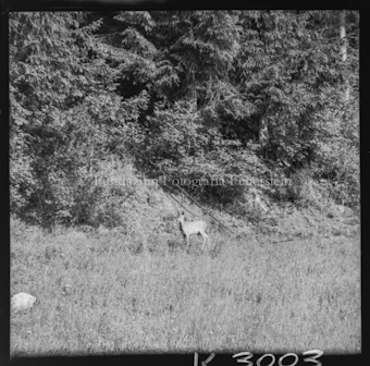 Rehbock auf Wiese