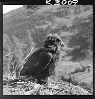 Steinadler