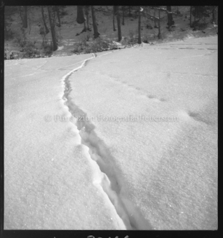 Wildspur im Schnee