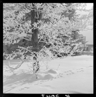 Wildspur im Schnee