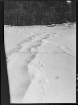 Wildspur im Schnee