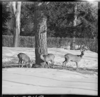 Drei Rehe vor Baum