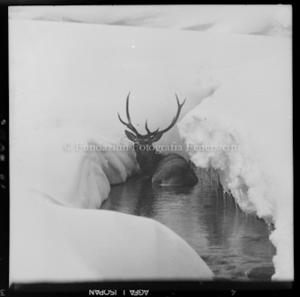 Hirsch im Wasser, Schnee