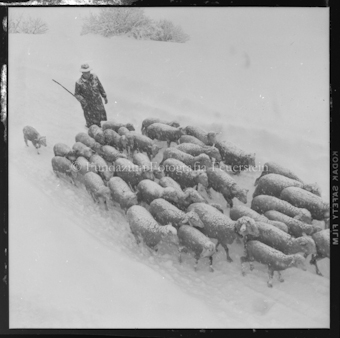 Schafherde und Schäfer im Schneegestöber
