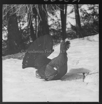Auerhahn im Schnee