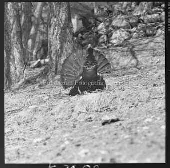 Auerhahn am Waldrand