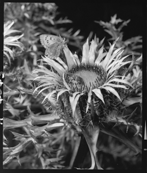 Silberdistel