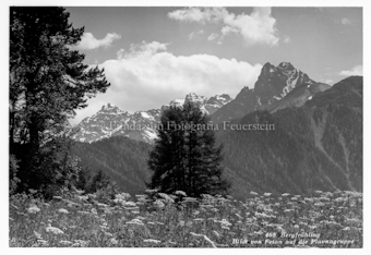 Wiese, im Hintergrund Berggipfel