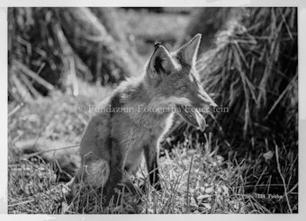 Fuchs