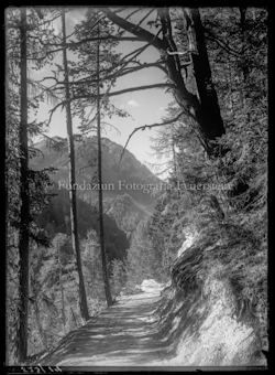 Weg durch Wald