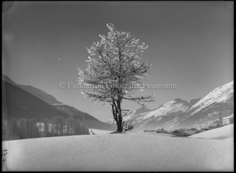 Wintermotiv, Raureif Baum bei S-chanf, Blick gegen Zuoz