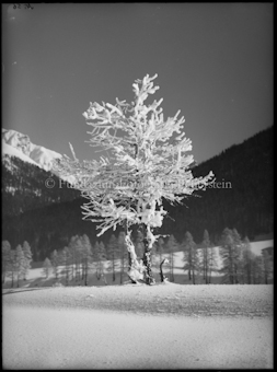 Wintermotiv, Raureif Baum bei S-chanf