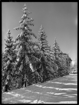 Wintermotiv, Hotel Valentin, eine Reihe Bäume