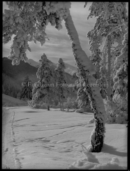 Raureif bei Pradella