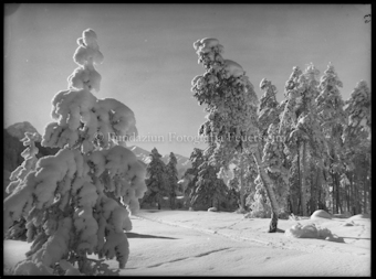 Raureif bei Pradella
