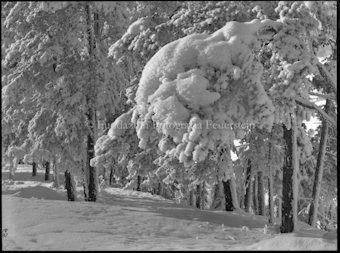 Wintermotiv bei Pradella am Waldrand