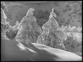 Raureif bei Pradella am Inn