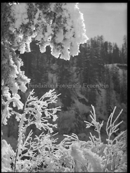 Wintermotiv am Inn, Raureifstudie