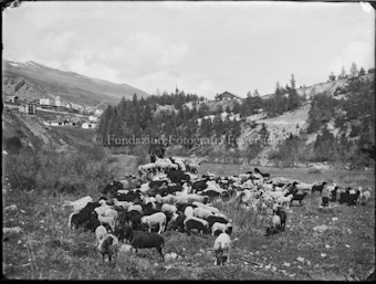 Schafherde bei Scuol mit Hirt