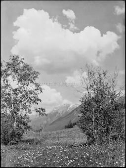 Stimmungsbild bei Tarasp, Blumen, schöne Wolken
