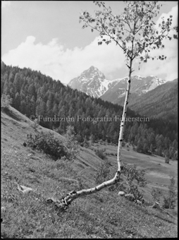 Stimmungsbild, Birken bei Tarasp (Piz Plavna)